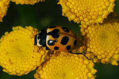 Ceratomegilla notata