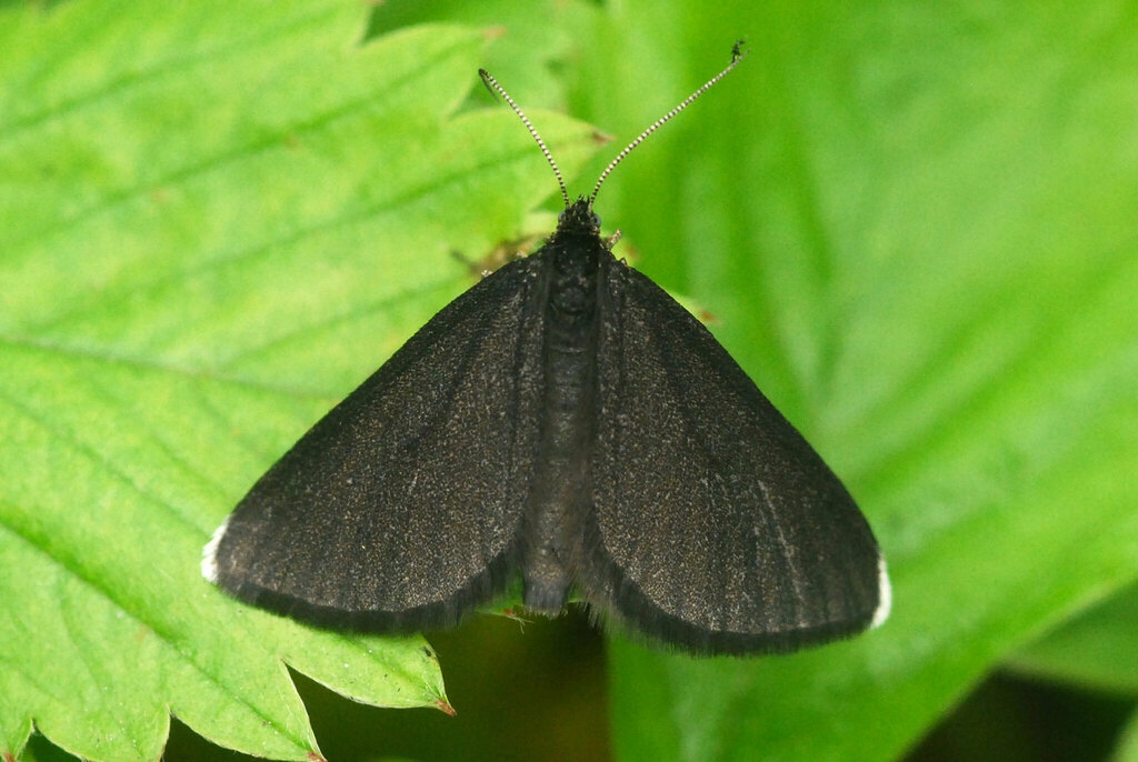 Chimney-sweeper