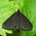 Chimney-Sweeper - Photo (c) Vlad Proklov, some rights reserved (CC BY-NC)