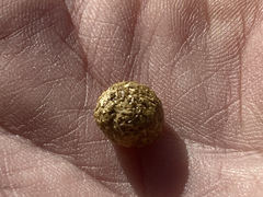 Sylvilagus nuttallii