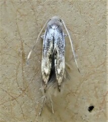 Thylacosceles