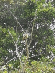 Tyrannidae