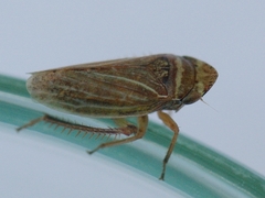 Aphrodes makarovi
