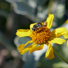 Anthidiellum ehrhorni