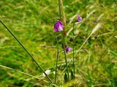 Lathyrus hirsutus