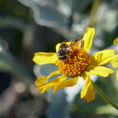 Anthidiellum ehrhorni