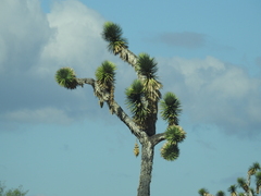 Yucca filifera