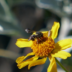 Anthidiellum ehrhorni