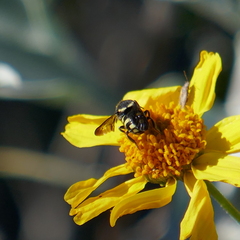 Anthidiellum ehrhorni