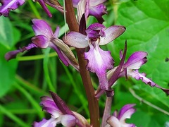 Himantoglossum formosum