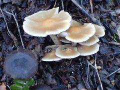 Candolleomyces