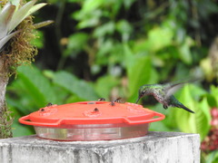 Taphrospilus hypostictus