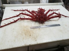Neolithodes grimaldii