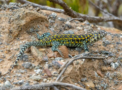 Liolaemus zapallarensis