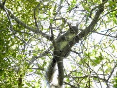 Sciurus alleni