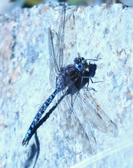 Aeshna sitchensis