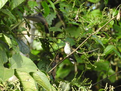 Taphrospilus hypostictus