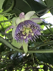Passiflora ligularis