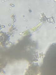Euglena