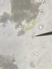 Euglena