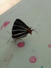 Panthiades bathildis