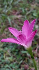 Zephyranthes rosea