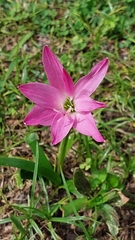 Zephyranthes rosea