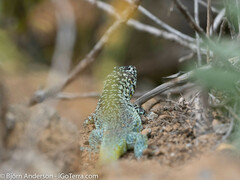 Liolaemus zapallarensis