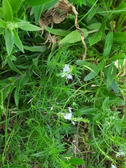 Veronica austriaca jacquinii