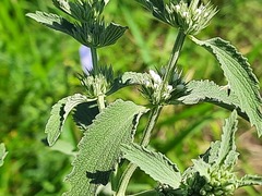 Marrubium peregrinum