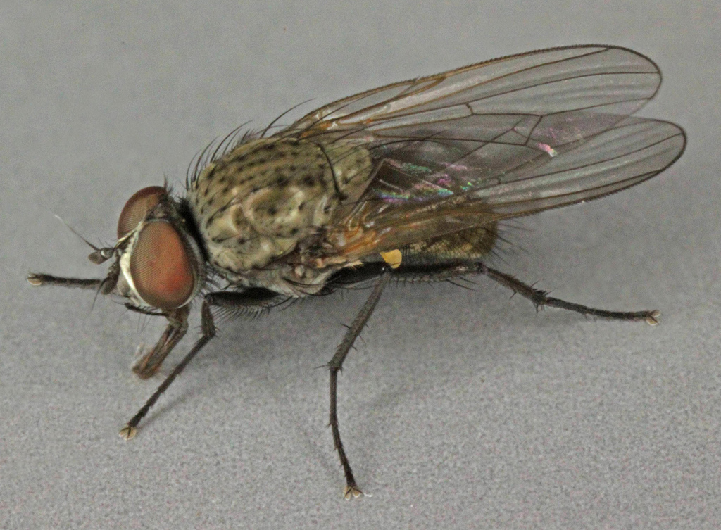 Adia cinerella