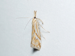 Hednota pleniferellus