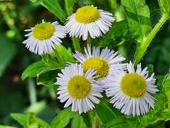 Erigeron annuus