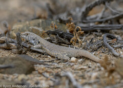 Liolaemus nigromaculatus