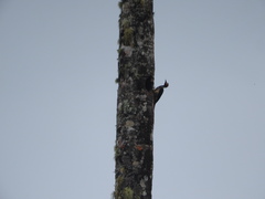 Campephilus melanoleucos