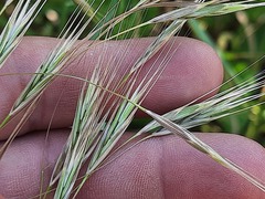 Bromus sterilis