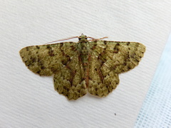 Aeolochroma hypochromaria