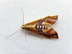 Agathodes ostentalis