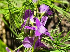 Consolida orientalis