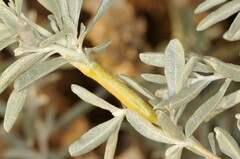 Neolasioptera willistoni