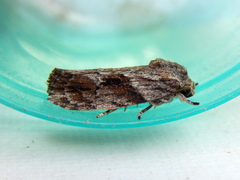 Agriophara confertella