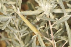 Neolasioptera willistoni