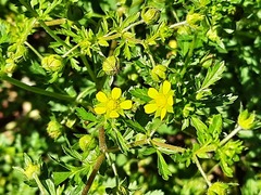 Potentilla supina