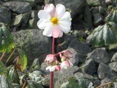 Begonia octopetala