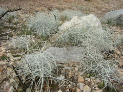 Scutellaria mexicana