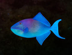 Odonus niger