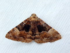 Aporoctena scierodes