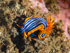 Chromodoris elisabethina