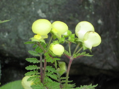 Calceolaria pinnata