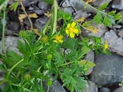 Potentilla supina